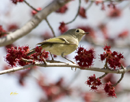 Ruby crowned Kinglet 3382